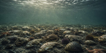 Экологи оценили состояние воды Азовского моря после замора