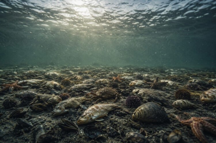 Экологи оценили состояние воды Азовского моря после замора