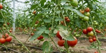 Холодные ночи разбудили фитофтору: помидоры в ДНР под угрозой
