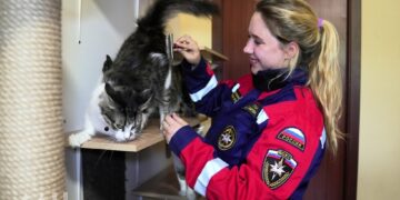 Волонтёры ВСКС помогли «Кошкиному дому»: как вычесывали и успокаивали питомцев