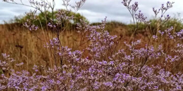 Хомутовская степь: как травы выживают без воды и после огня