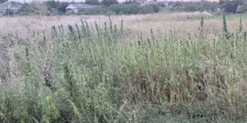 На юге ДНР в огороде нашли почти 800 кустов конопли