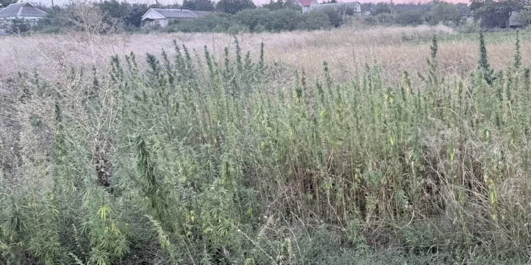 На юге ДНР в огороде нашли почти 800 кустов конопли
