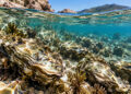 Учёные предложили разводить устриц в Азовском море
