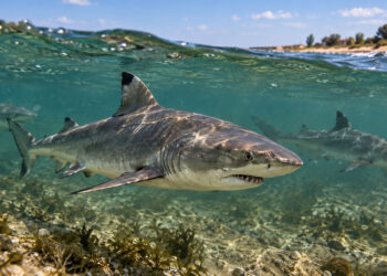 В Азовском море нашли акул: водоем рекордно засолился