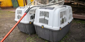 В Мариуполе перевыполнят план по стерилизации собак